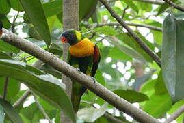 Marigold Lorikeet