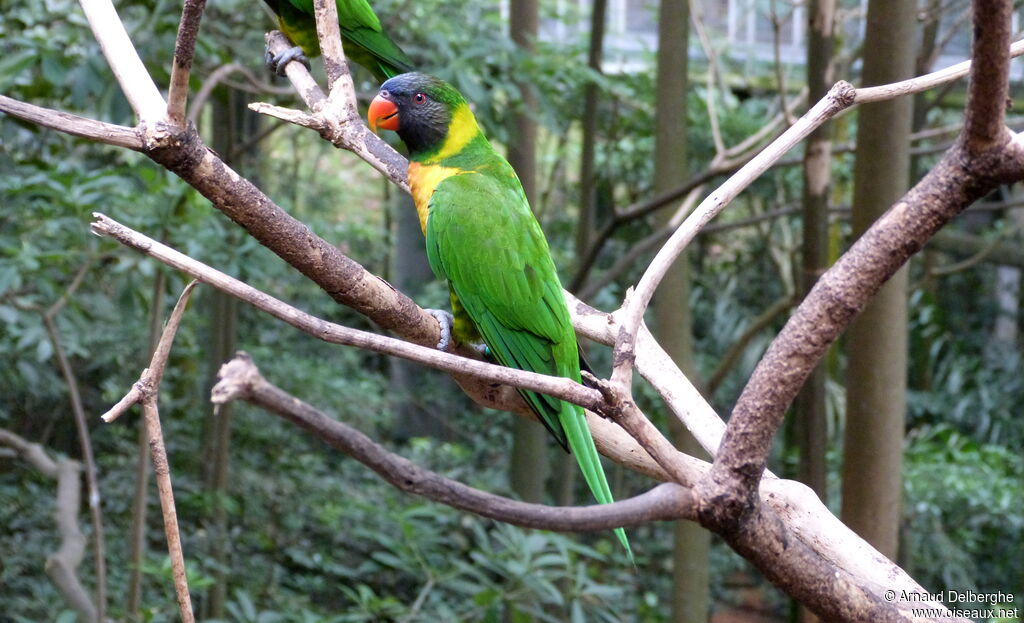 Marigold Lorikeet