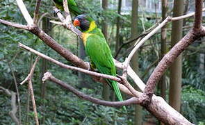 Marigold Lorikeet