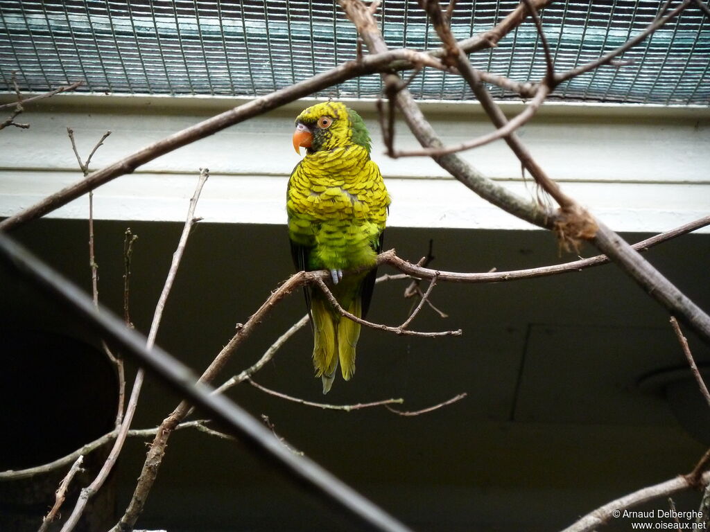 Loriquet jaune et vert