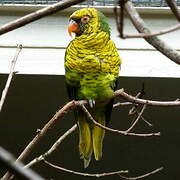 Sula Lorikeet