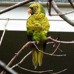 Loriquet jaune et vert