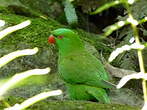 Loriquet vert