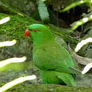 Loriquet vert