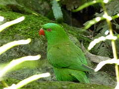 Scaly-breasted Lorikeet