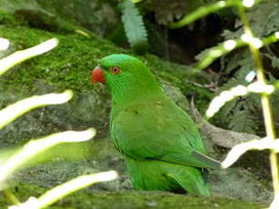 Loriquet vert