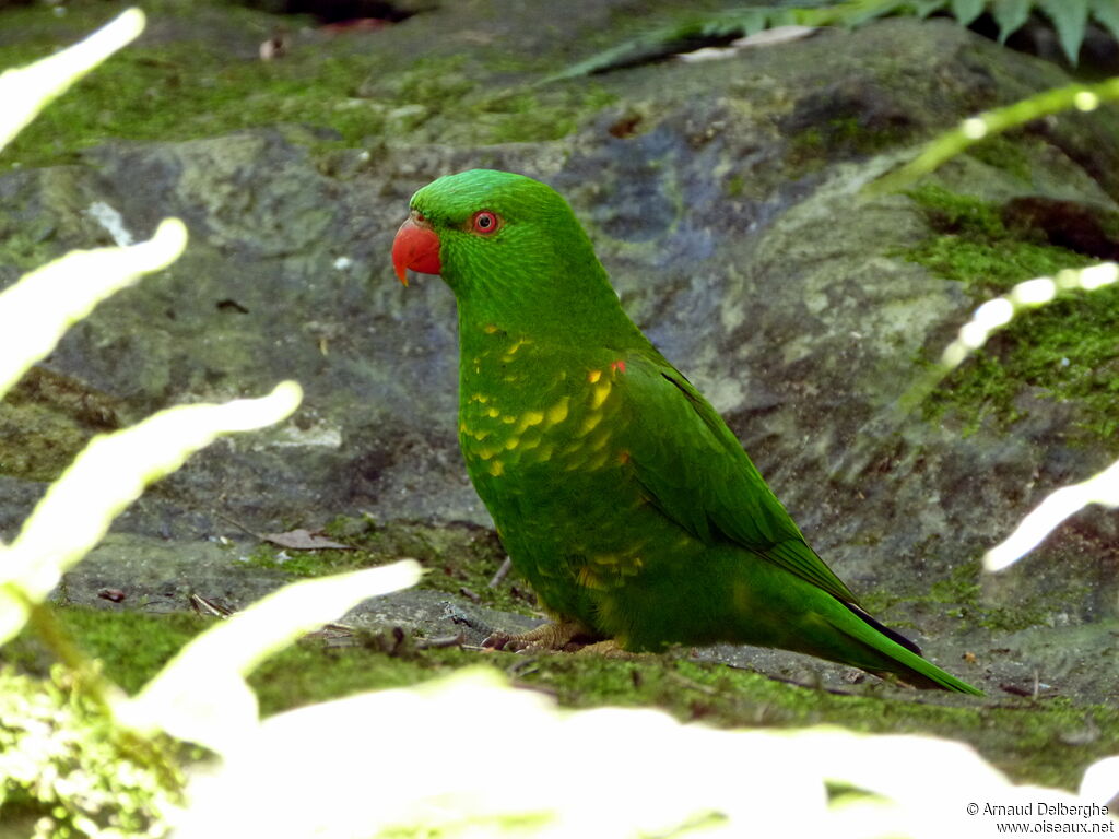 Scaly-breasted Lorikeet