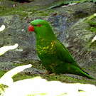 Loriquet vert