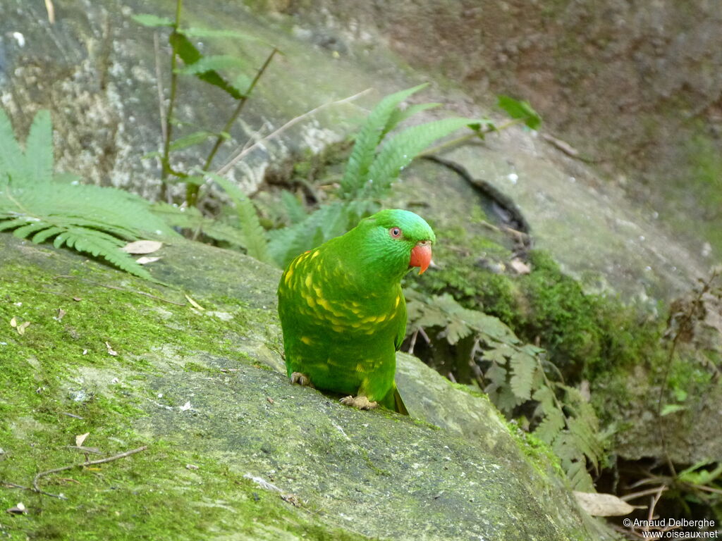 Scaly-breasted Lorikeet