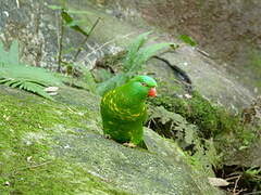 Scaly-breasted Lorikeet