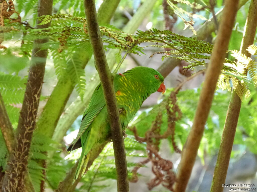 Scaly-breasted Lorikeet