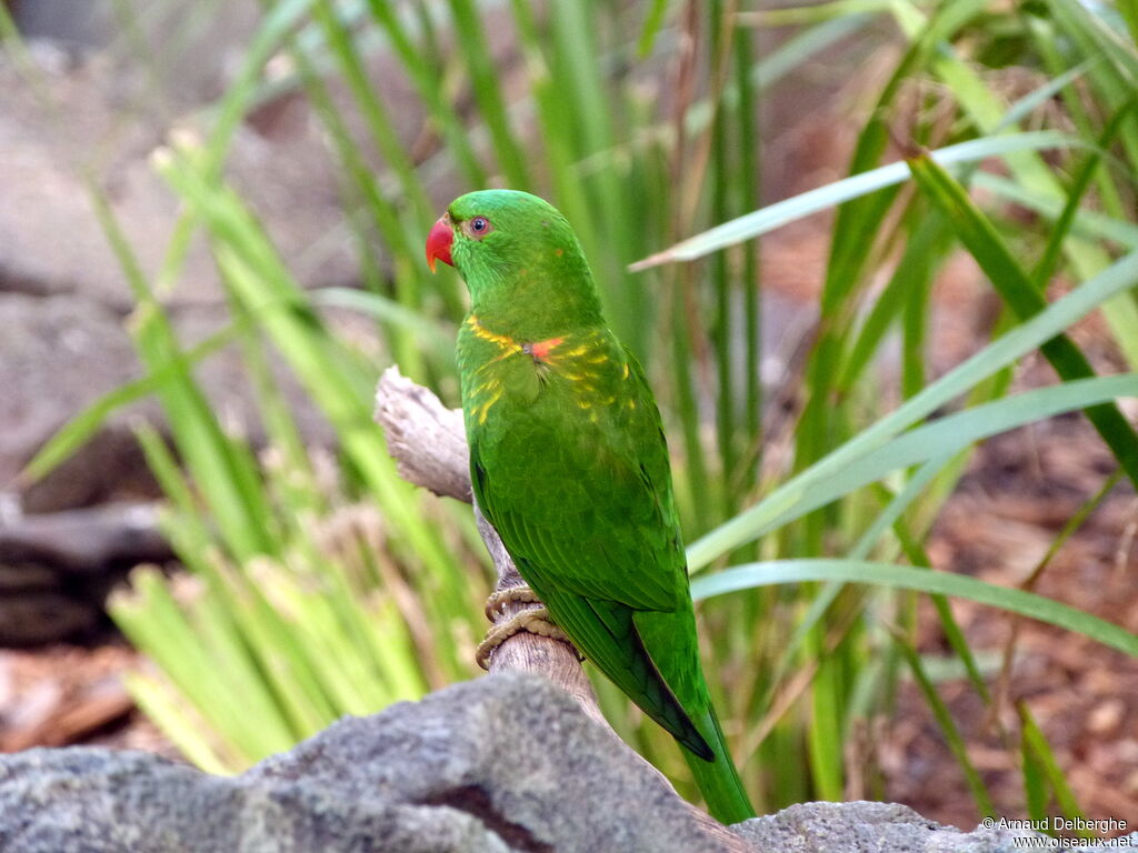 Scaly-breasted Lorikeet