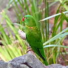 Loriquet vert