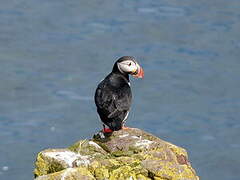 Atlantic Puffin