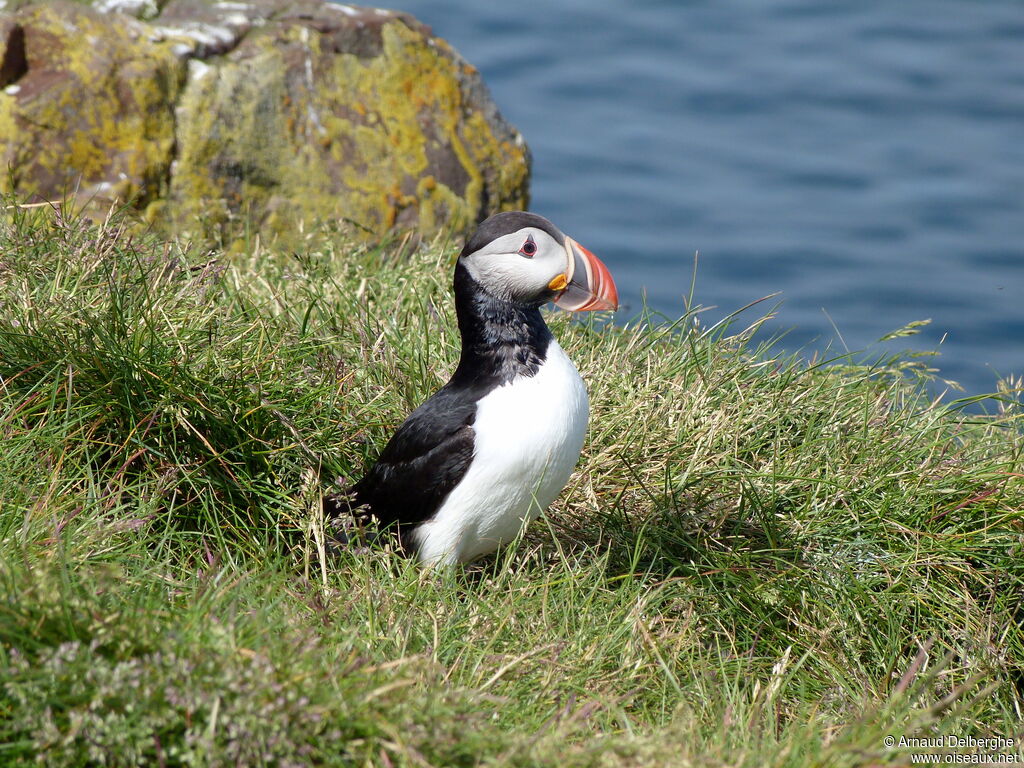 Atlantic Puffin