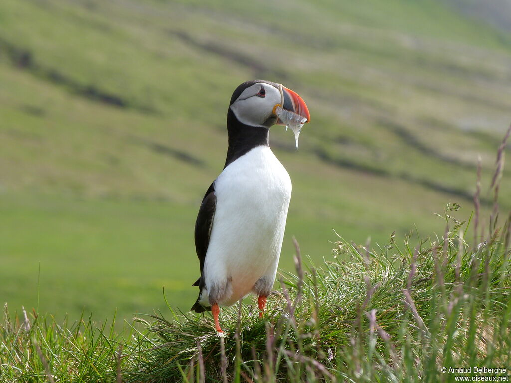 Atlantic Puffin