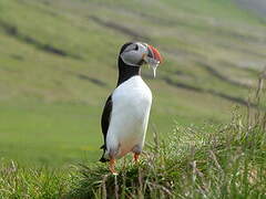 Atlantic Puffin