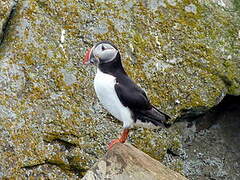 Atlantic Puffin