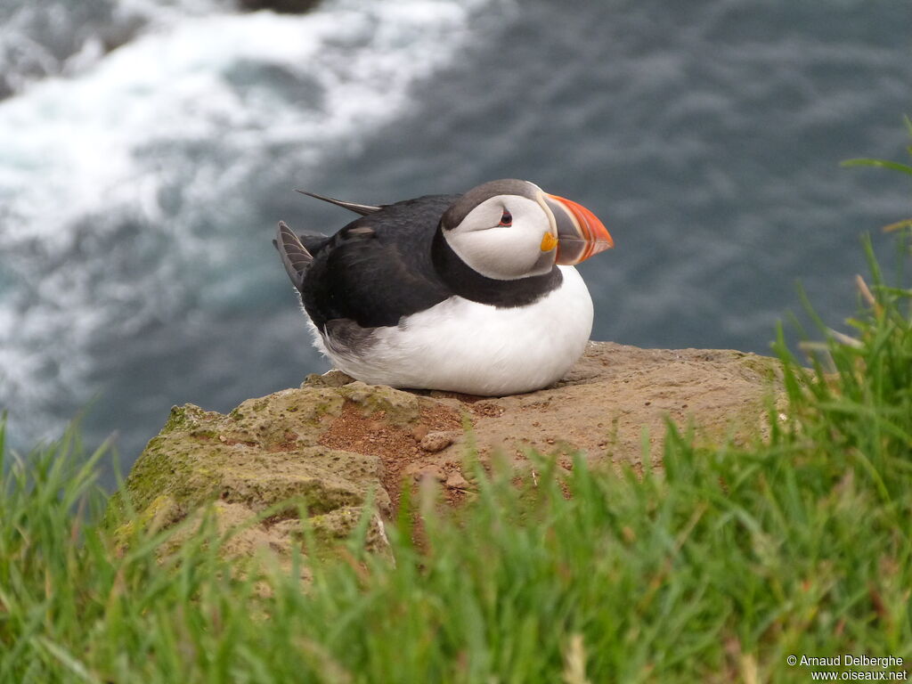 Atlantic Puffin