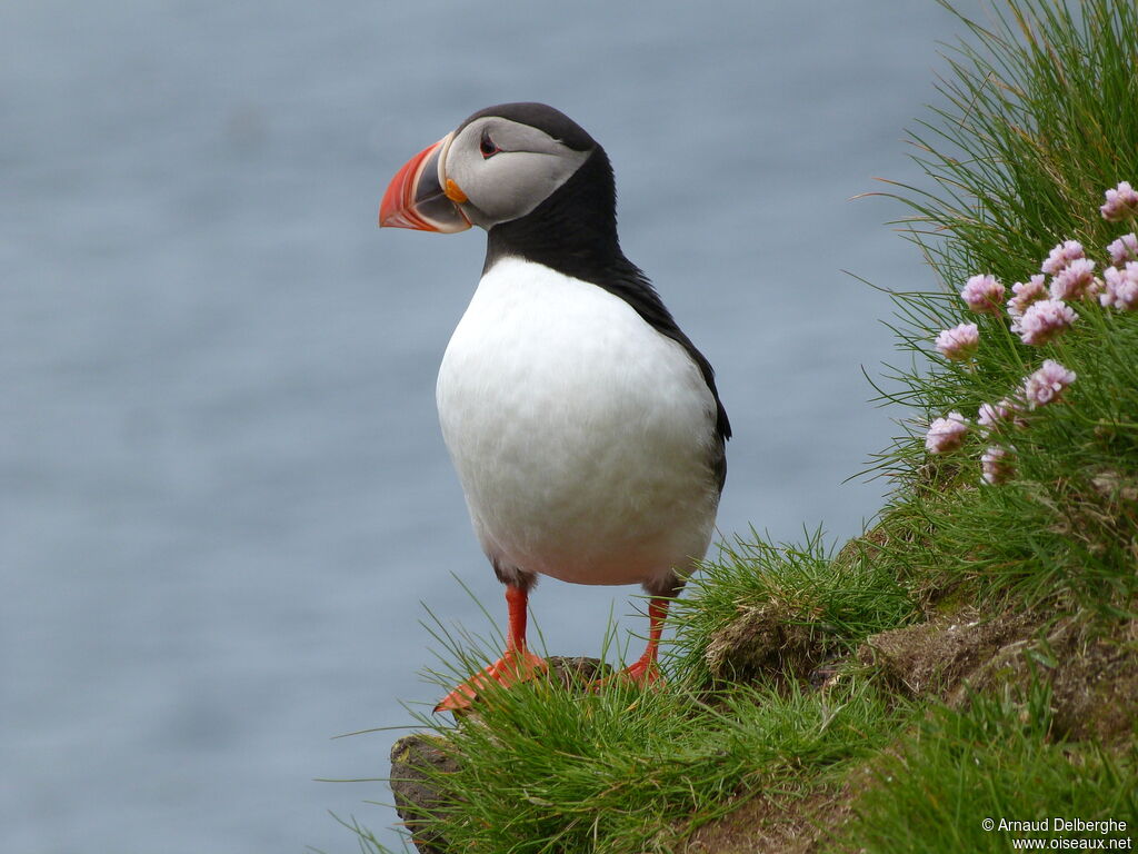 Atlantic Puffin