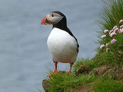 Atlantic Puffin