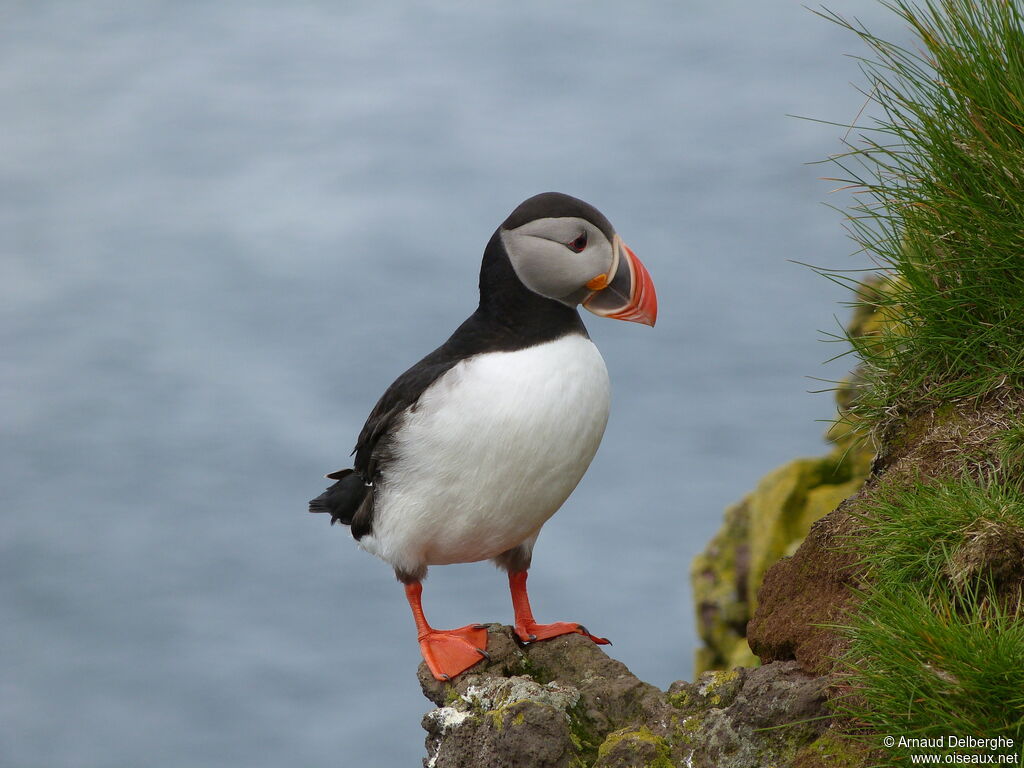 Atlantic Puffin