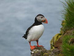 Atlantic Puffin