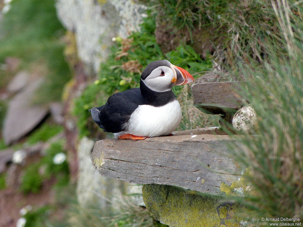 Atlantic Puffin