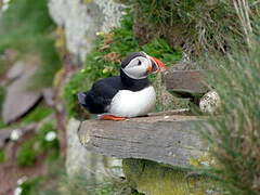 Atlantic Puffin