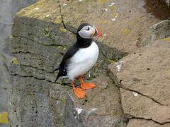 Atlantic Puffin