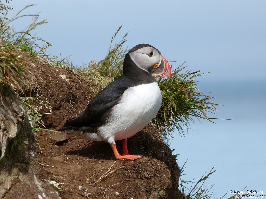 Atlantic Puffin