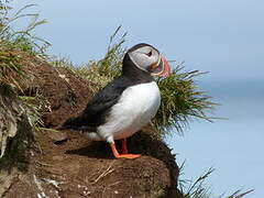 Atlantic Puffin