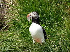 Atlantic Puffin