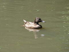 Velvet Scoter