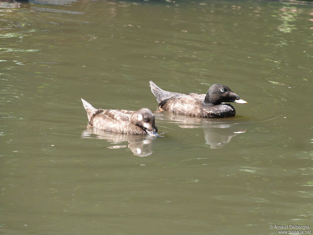 Velvet Scoter