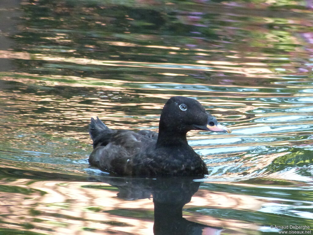 Macreuse brune