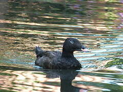 Velvet Scoter