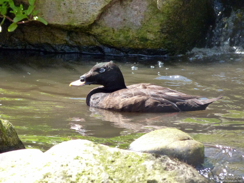 Velvet Scoter