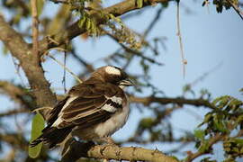 White-browed Sparrow-Weaver