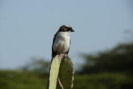 White-browed Sparrow-Weaver