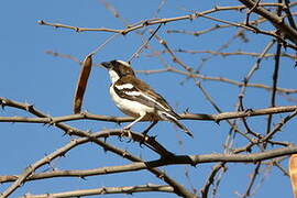 White-browed Sparrow-Weaver