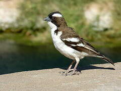 White-browed Sparrow-Weaver