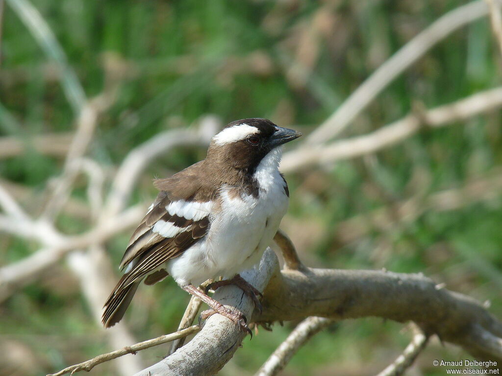 White-browed Sparrow-Weaver