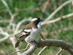 White-browed Sparrow-Weaver