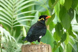 Common Hill Myna