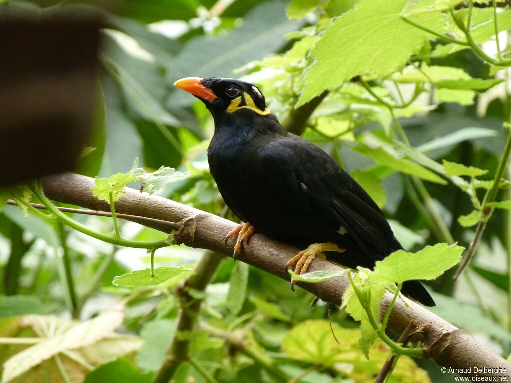 Common Hill Myna