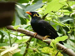 Common Hill Myna