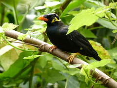 Common Hill Myna