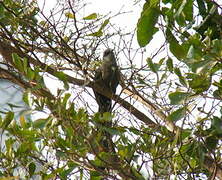 Green-billed Malkoha