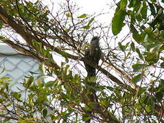 Green-billed Malkoha